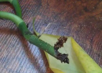 绿萝烂根的原因及处理方法 教你一招救活水培烂根绿萝