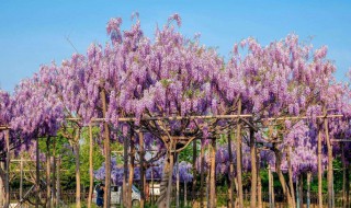 冬天紫藤怎么养护 冬天紫藤的养护技巧