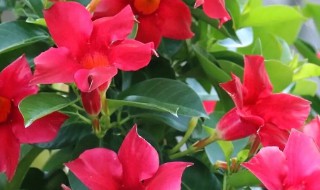 飘香滕种植与养护方法 飘香滕种植养护方法有哪些