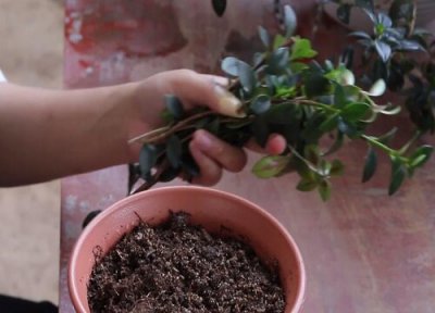 金鱼吊兰扦插时间和方法 金鱼吊兰的扦插时间和方法