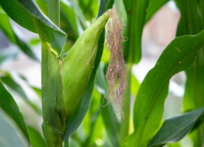 转基因植物有哪些优点 转基因的作物对农民的好处例子