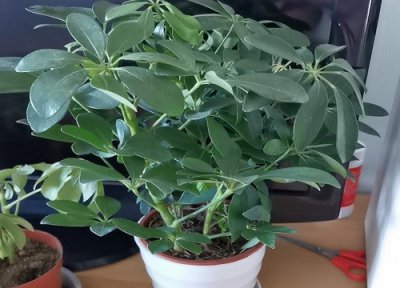 鸭掌木喜水还是喜旱 鸭掌木喜湿还是喜干旱