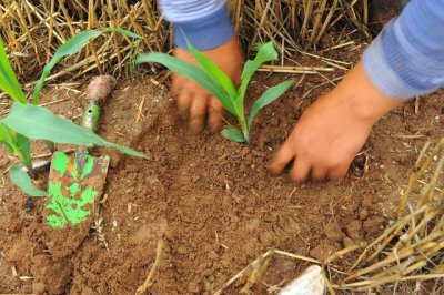 玉米苗可以移栽吗 种植玉米可以育苗移栽吗