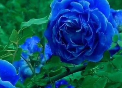 蓝色阴雨是藤本还是灌木 蓝色阴雨属于藤本还是灌木