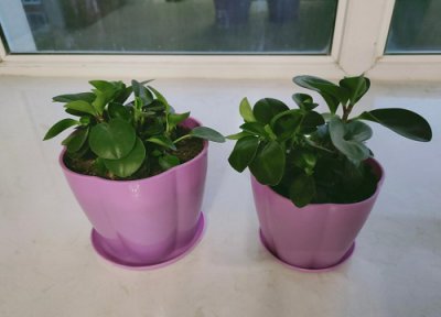 碧玉适合大盆还是小盆 玉树喜欢大盆还是小盆