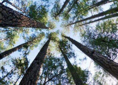 红木是什么树 属于什么树的木材