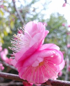 梅花颜色有哪些颜色和形状 各种颜色的梅花样子介绍
