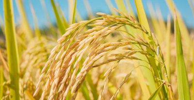 水稻稻瘟病用什么药防治好 水稻稻瘟病防治技术及注意事项