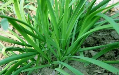 冬季韭菜的种植与管理方法 冬天韭菜如何施肥过冬