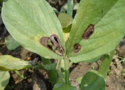 菜豆炭疽病发病原因 菜豆炭疽病的发病原因及治疗方法