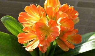 君子兰种子种植方法和注意事项 君子兰种子怎么种植