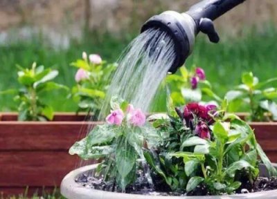 白酒浇花的正确方法 用白酒浇花有什么好处