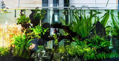 鱼缸水很清但有腥味怎么处理好 水清澈但是恶臭解决方案