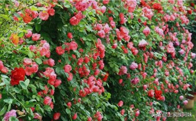 最适合做篱笆的植物 什么绿植做篱笆墙又好又高长得快