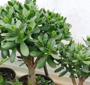 玉树掉叶子一碰就掉怎么补救 玉树掉叶子原因及处理方法