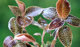 人工种植金线莲方法 人工如何种植金线莲