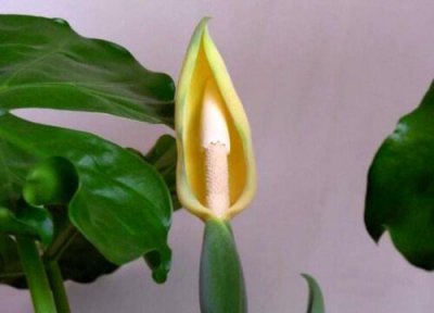 滴水观音黄叶是怎么回事 叶子黄斑原因及处理妙招