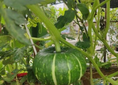 南瓜什么时候种植最合适 南瓜播种的最佳时间和方法