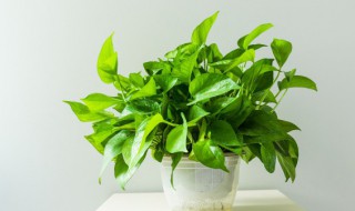 西北角放什么可聚财 西北角放哪些东西可聚财旺财呢