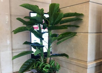 哪种阔叶植物好养 阔叶植物盆栽有哪些