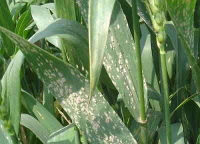 小麦种植中常见病害 小麦病虫害防治技术与方法措施