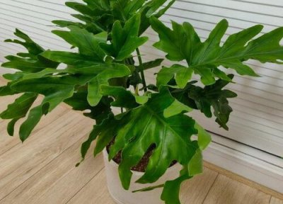 春雨怎么修剪好看 春雨什么时候修剪合适