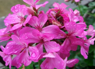 蝴蝶梅一年开花次数 蝴蝶梅一年开几次花