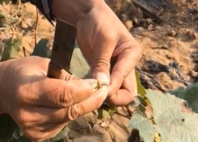 葡萄嫁接时间 葡萄嫁接方法