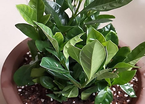 寒冷冬天如何提高栀子花的抗性