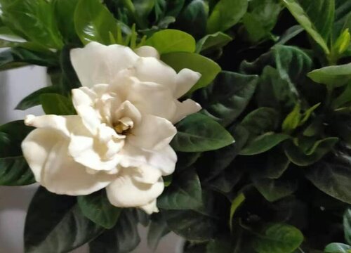 寒冷冬天如何提高栀子花的抗性