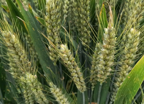 小麦播种前晒种有什么好处