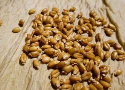 小麦播种前晒种有什么好处