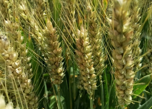 小麦播种前晒种有什么好处