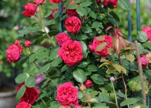 秋季如何养护月季顺利开出大花朵