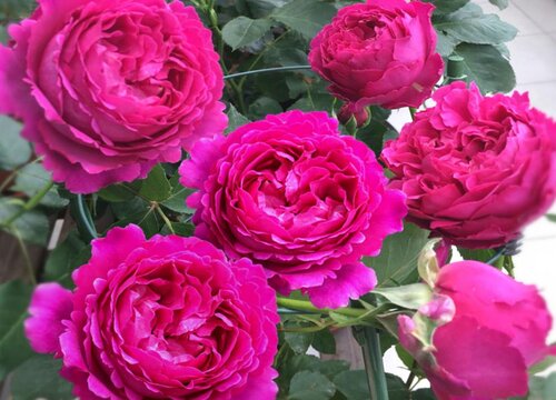 秋季如何养护月季顺利开出大花朵