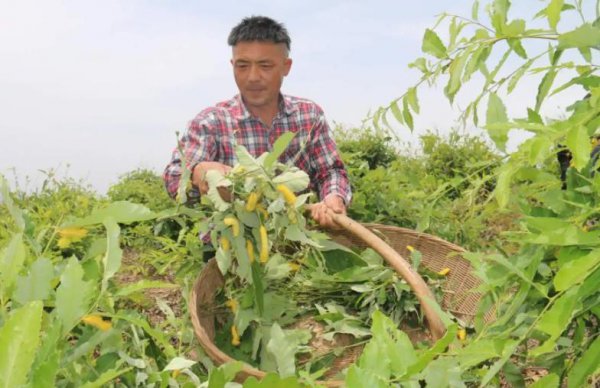 柞蚕丝和桑蚕丝做被哪个比较好一点