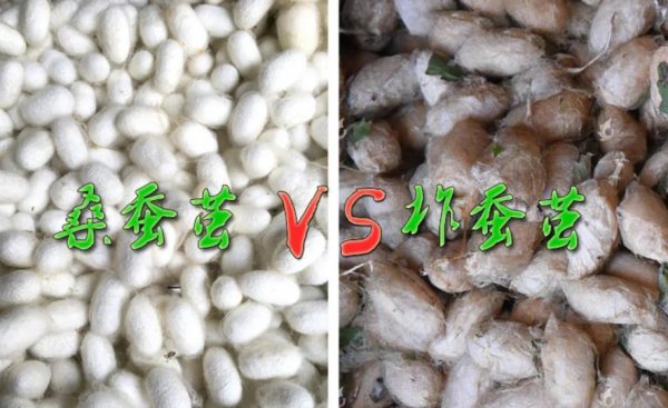柞蚕丝和桑蚕丝做被哪个比较好一点