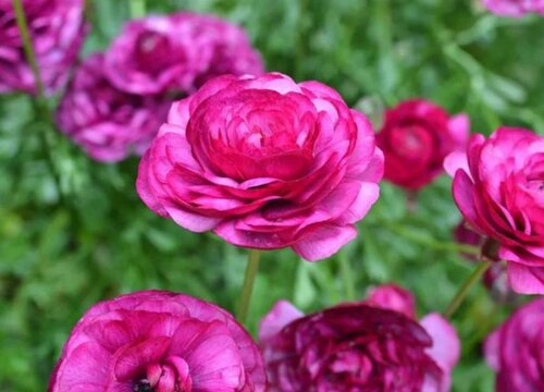 牡丹最耐湿热的品种