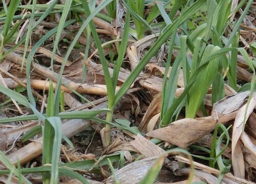 大蒜怎么过冬天