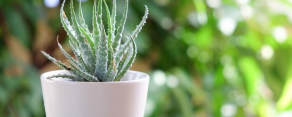 办公室摆什么植物好