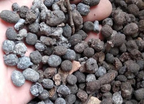 羊粪如何养护文竹