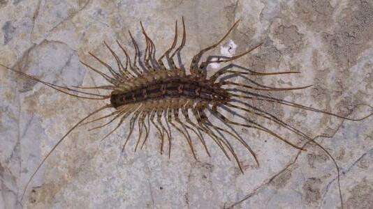 种菜土里长很多虫子怎么办