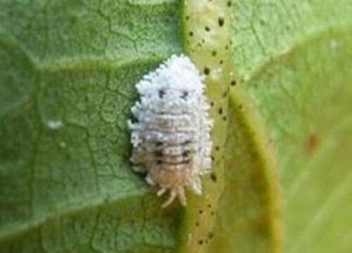 种菜土里长很多虫子怎么办