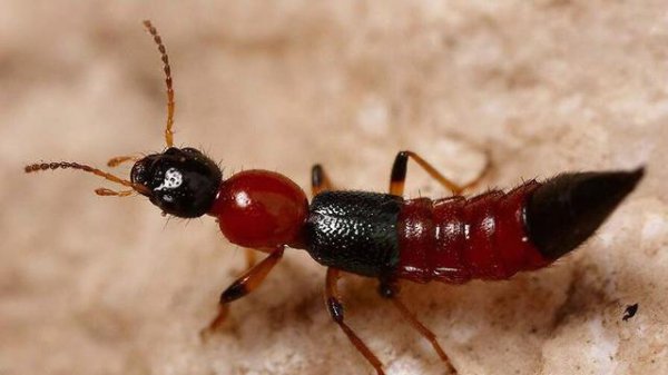 种菜土里长很多虫子怎么办