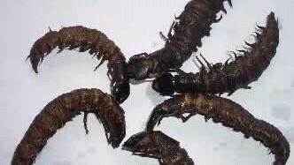 种菜土里长很多虫子怎么办