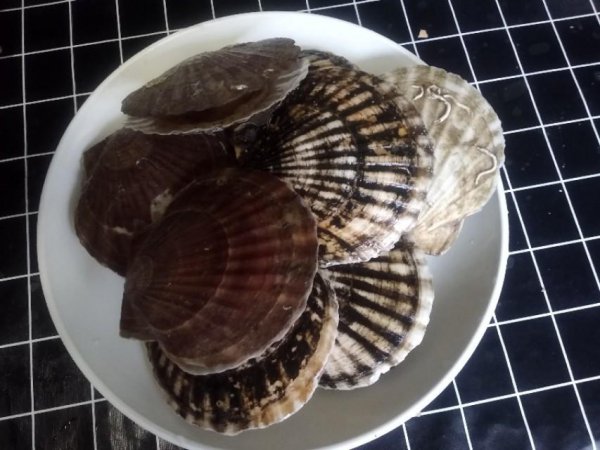 扇贝哪里要去掉