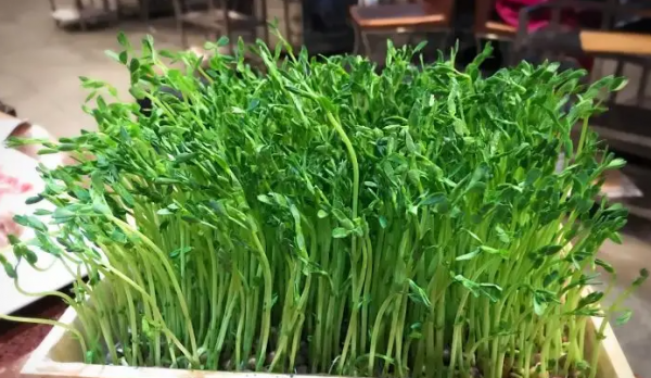 蔬菜维生素c十大排行