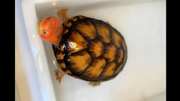 家里养什么龟最好