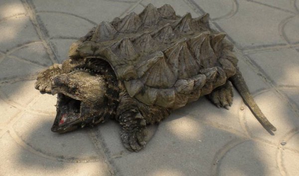 家里养什么龟最好