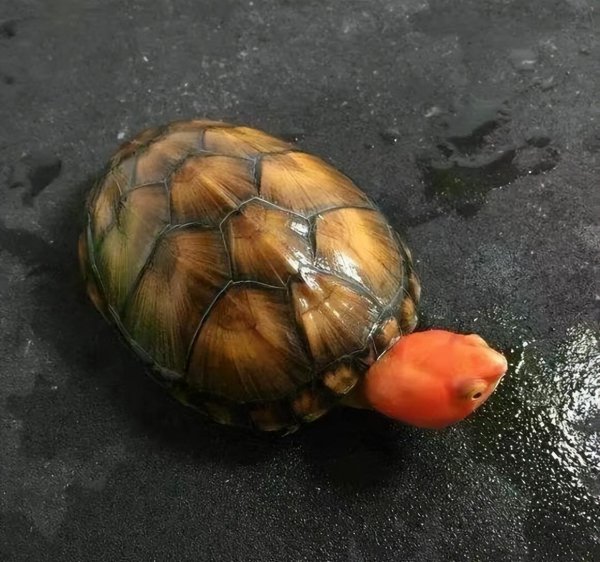 家里养什么龟最好